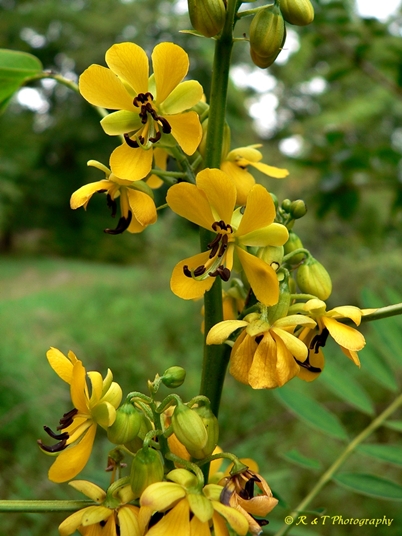 {Senna marilandica}